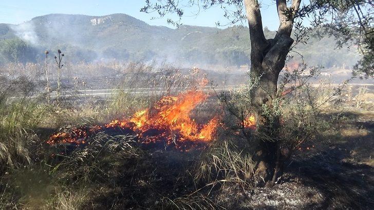 Zeytin ağaçları alevlere teslim oldu G2