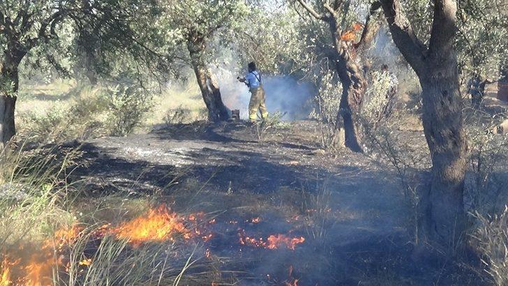 Zeytin ağaçları alevlere teslim oldu G3
