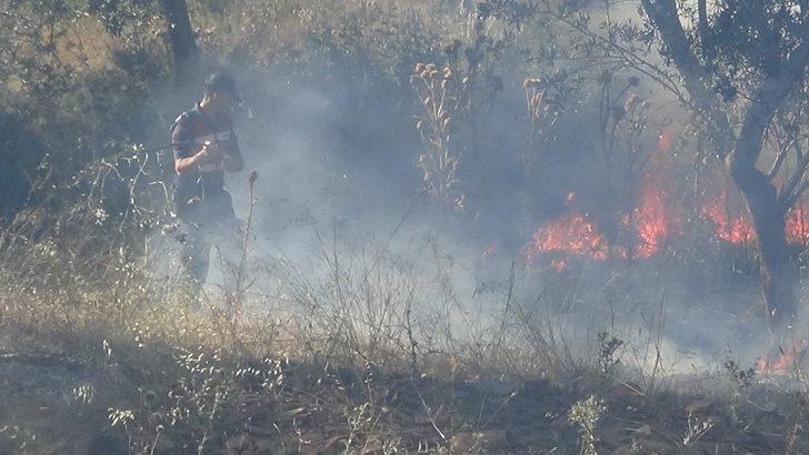 Zeytin ağaçları alevlere teslim oldu G4