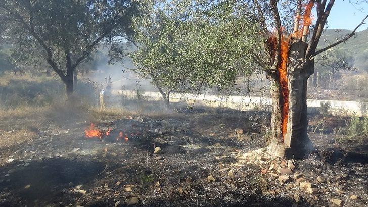 Zeytin ağaçları alevlere teslim oldu G5