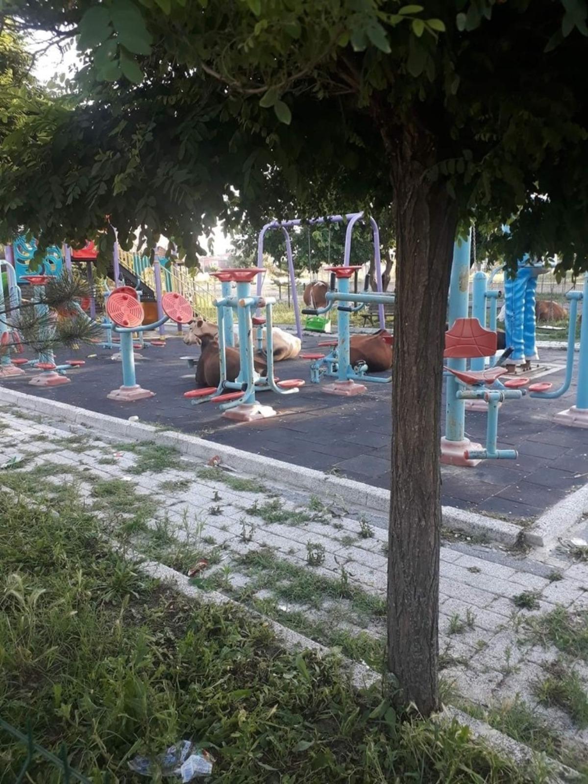 Tekirdağ&rsquo;da b&uuml;y&uuml;kbaş hayvanlar parkı işgal etti