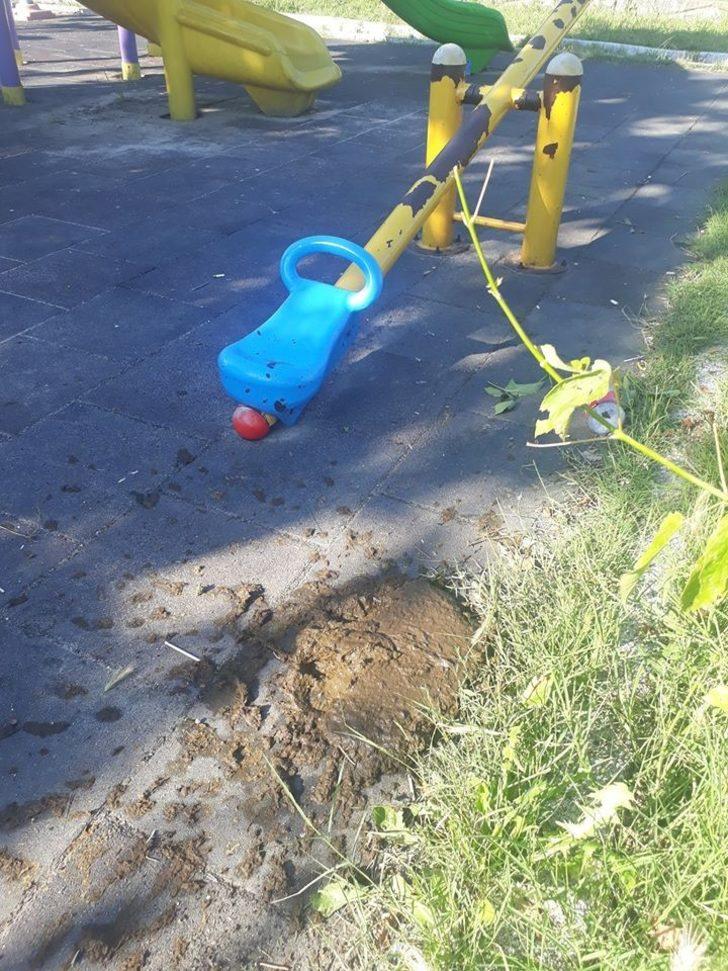 Tekirdağ’da büyükbaş hayvanlar parkı işgal etti G5