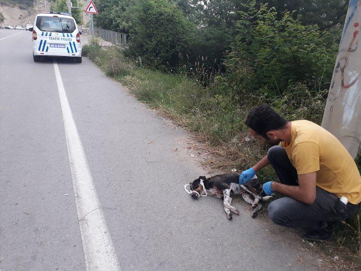 Kahramanmaraş'ta tüfekle ateş edilen köpek yaralandı G2