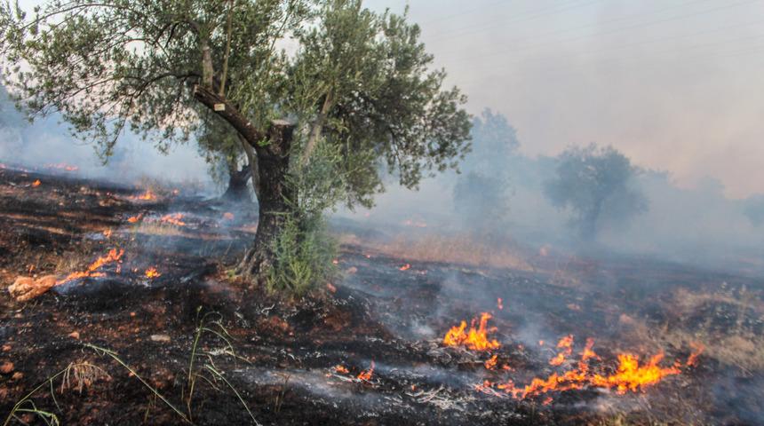 25 bin ağacın bulunduğu alanda korkutan yangın