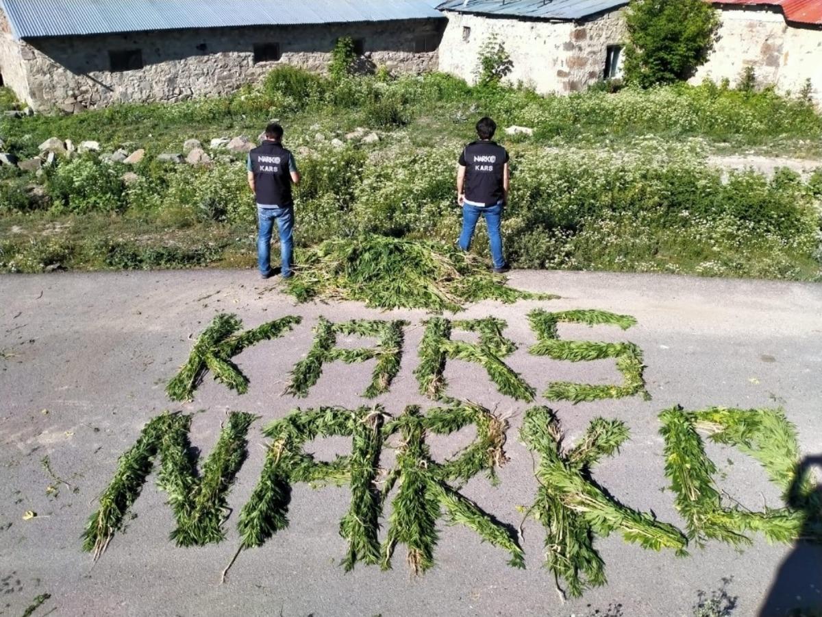 Akyaka&rsquo;da 6 bin 155 k&ouml;k kenevir ele ge&ccedil;irildi