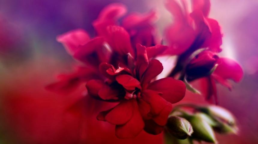 Sardunya bakımı nasıl yapılır, budaması ve &ccedil;oğaltılması