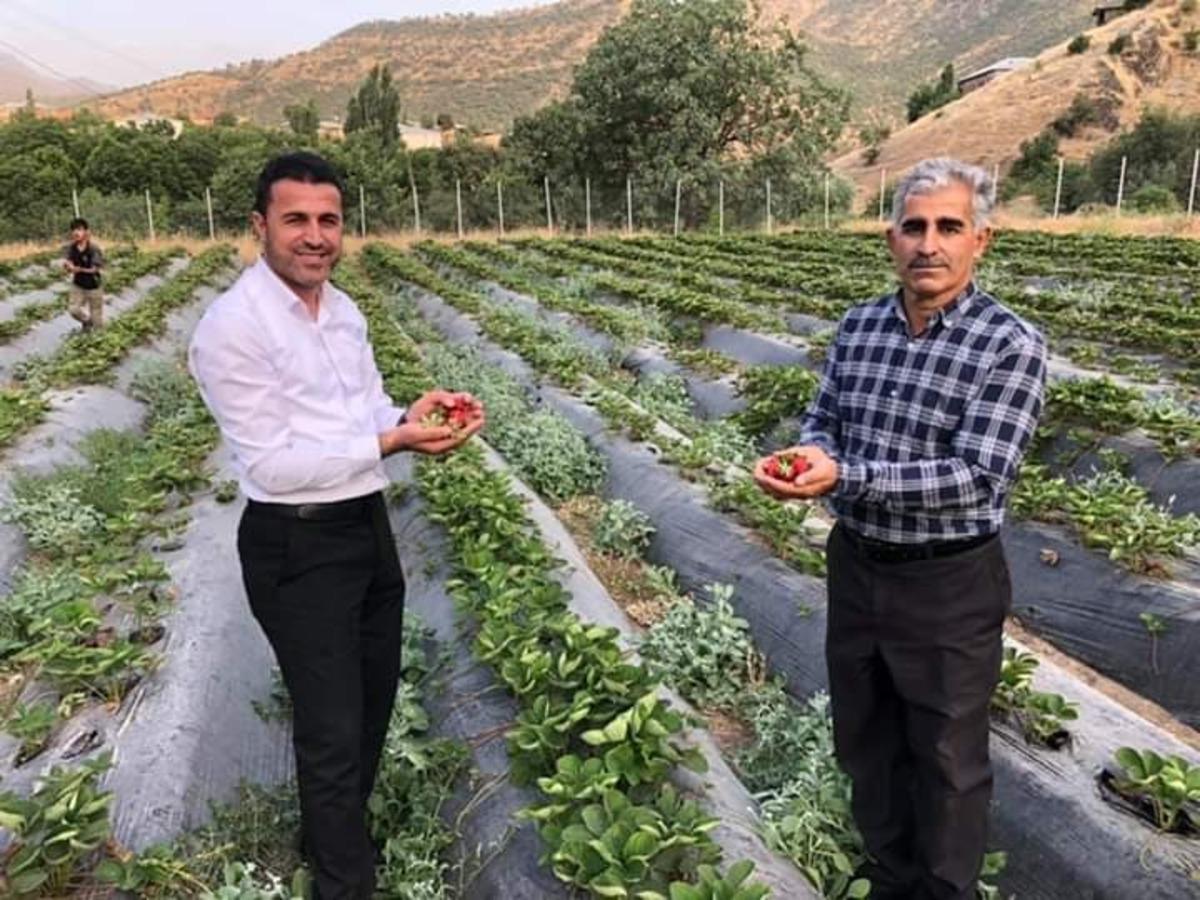 Derecik il&ccedil;esinde sebze yetiştiriciliği