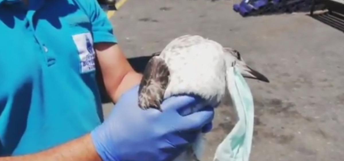 Koronavir&uuml;sten korunmak i&ccedil;in takılan maske Hali&ccedil;&rsquo;te martıyı &ouml;ld&uuml;r&uuml;yordu