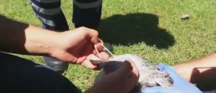 Koronavirüsten korunmak için takılan maske Haliç’te martıyı öldürüyordu G2