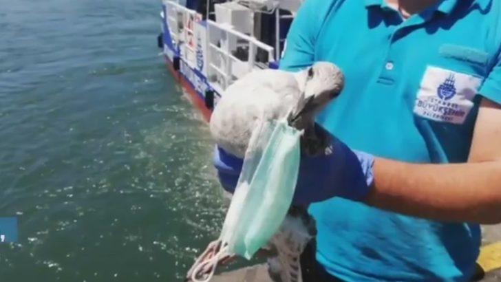 Koronavirüsten korunmak için takılan maske Haliç’te martıyı öldürüyordu G3