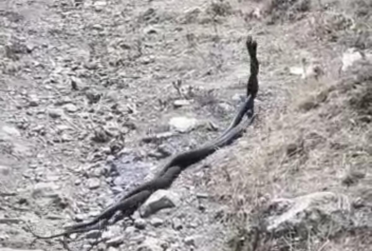 &Ccedil;ukurca&rsquo;da yılanların dansı