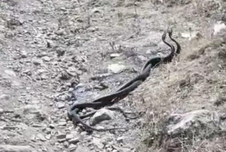 Çukurca’da yılanların dansı G2