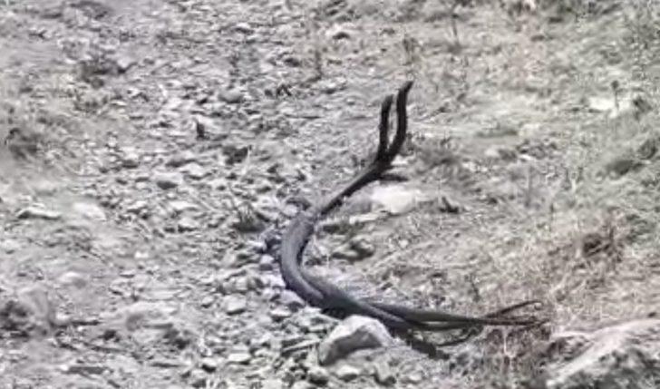 Çukurca’da yılanların dansı G3