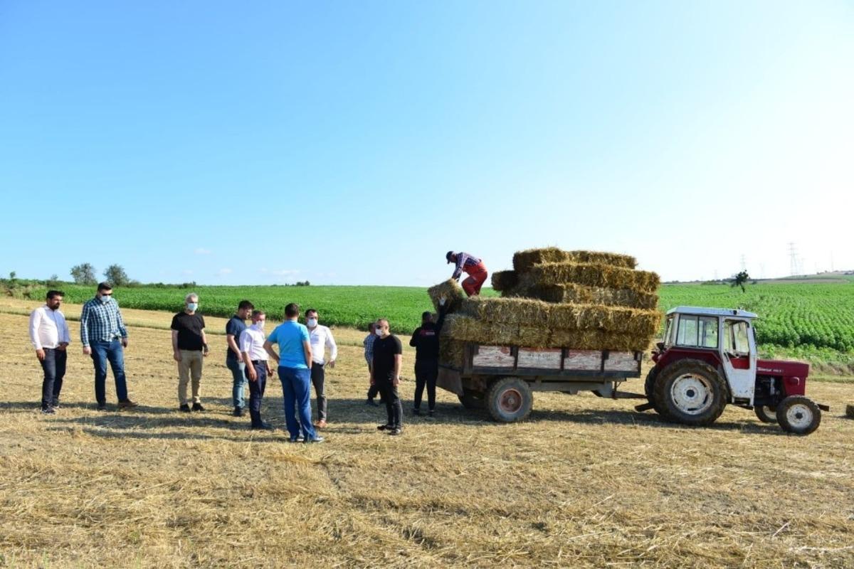 Belediyenin tarlalarından &uuml;reticilere yem bitkisi