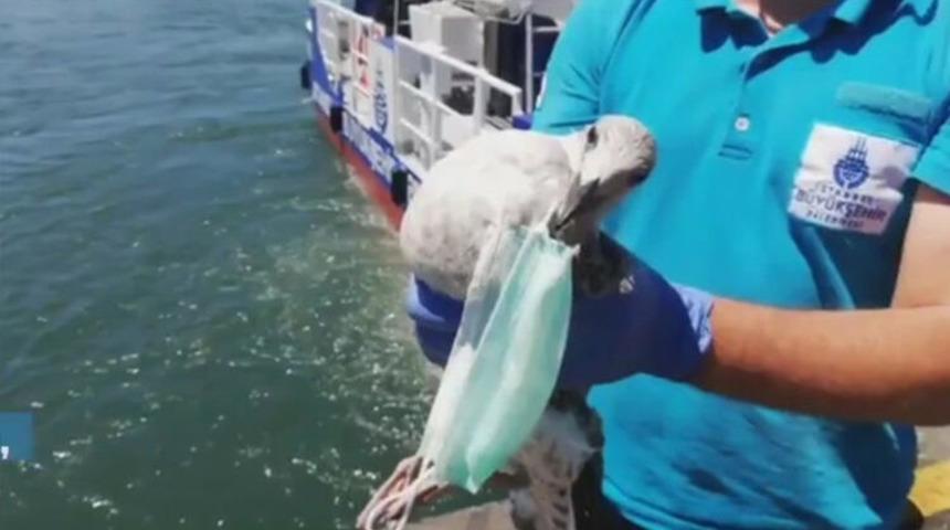 Haliç’te şoke eden olay! Martı son anda kurtarıld