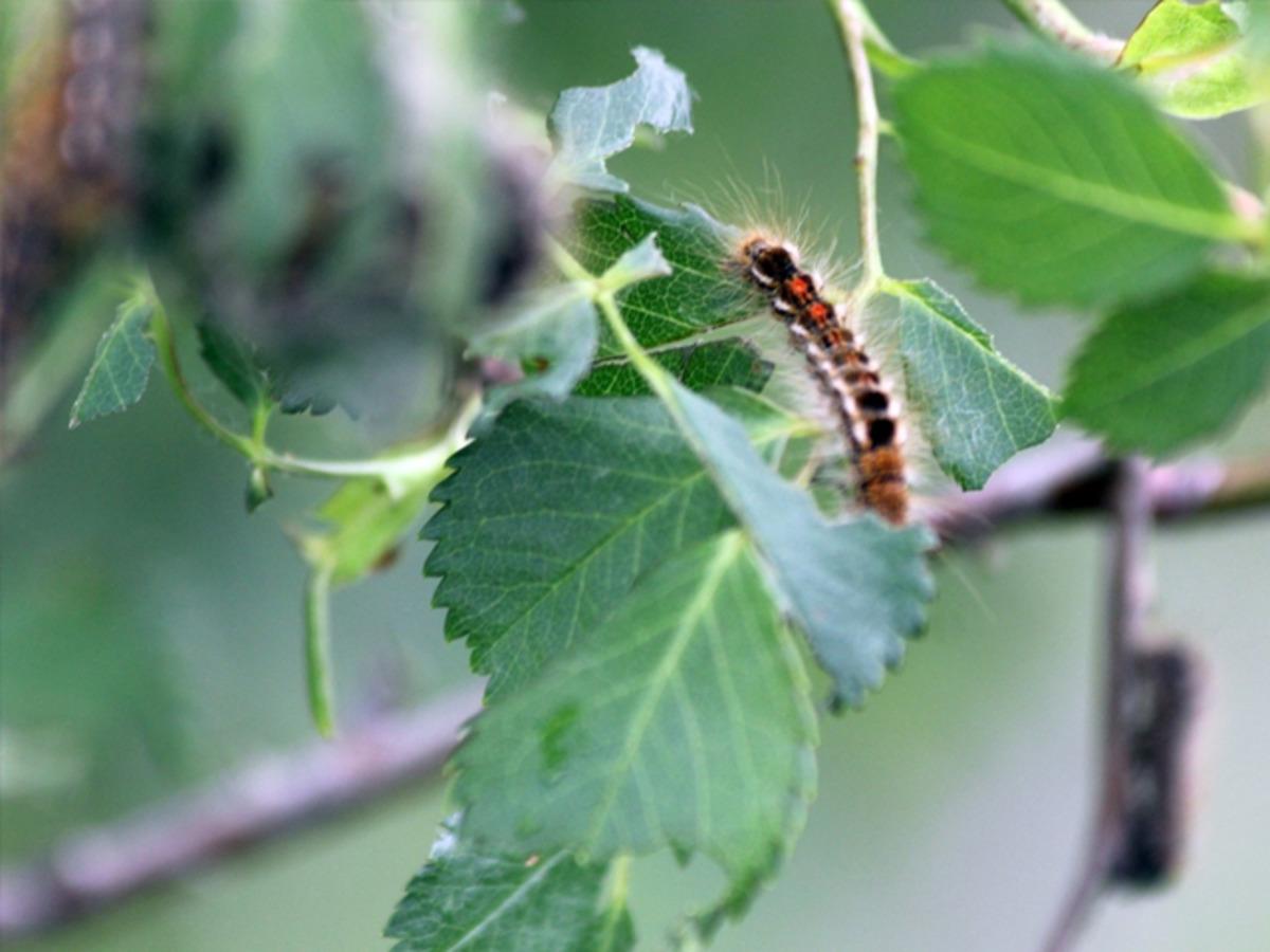 Sivas'ta tırtıl istilası! İlk kez ışıklı tuzak denendi