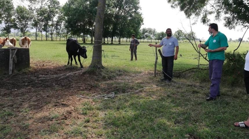 Sahibinden ka&ccedil;an kurbanlığı Kartepe kurban timi yakaladı
