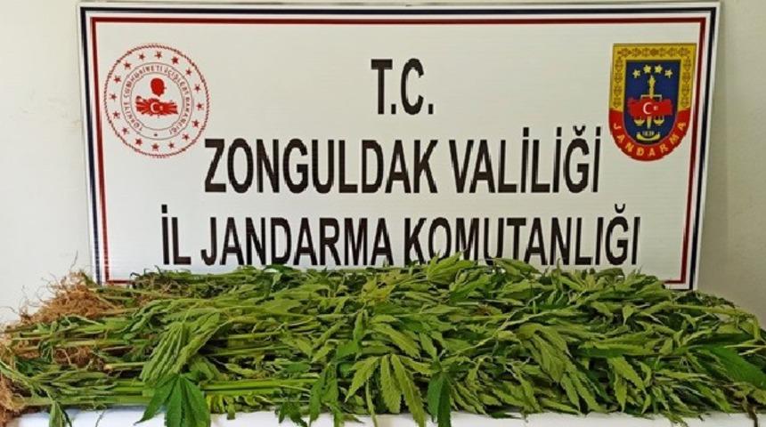 Zonguldak&rsquo;ta 143 k&ouml;k kenevir ele ge&ccedil;irildi