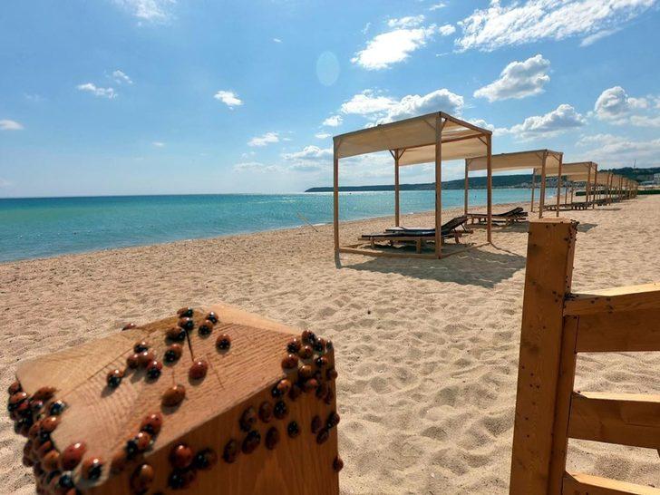 Saros Körfezi kıyıları, uğur böceklerinin istilasına uğradı G1