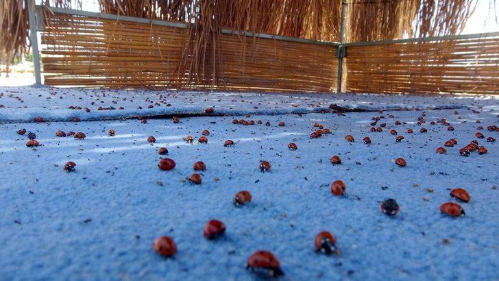 Saros Körfezi kıyıları, uğur böceklerinin istilasına uğradı G4