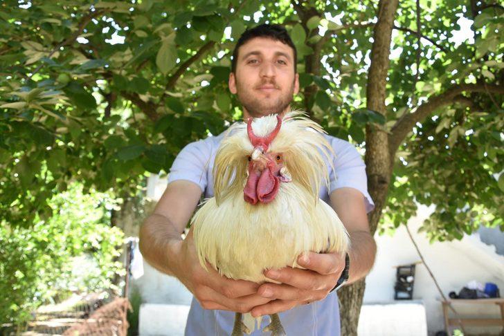 İzmir'deki boynuzlu horoz görenleri şaşırttı! Teklifleri geri çeviriyor G2