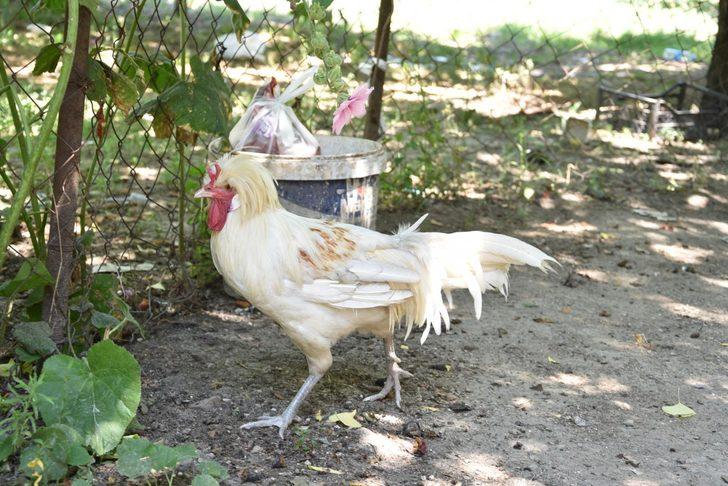 İzmir'deki boynuzlu horoz görenleri şaşırttı! Teklifleri geri çeviriyor G3