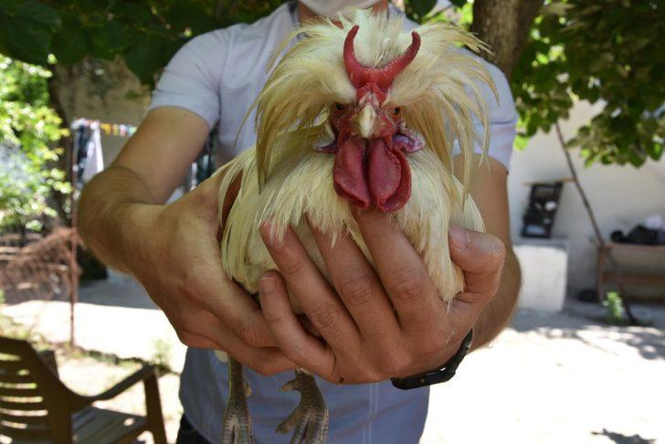İzmir'deki boynuzlu horoz görenleri şaşırttı! Teklifleri geri çeviriyor G4