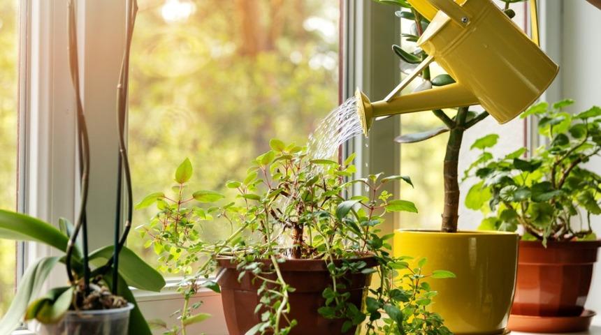 Salon &ccedil;i&ccedil;eklerinin bakımı nasıl yapılır, &ccedil;oğaltılması ve canlanması nasıl sağlanır?