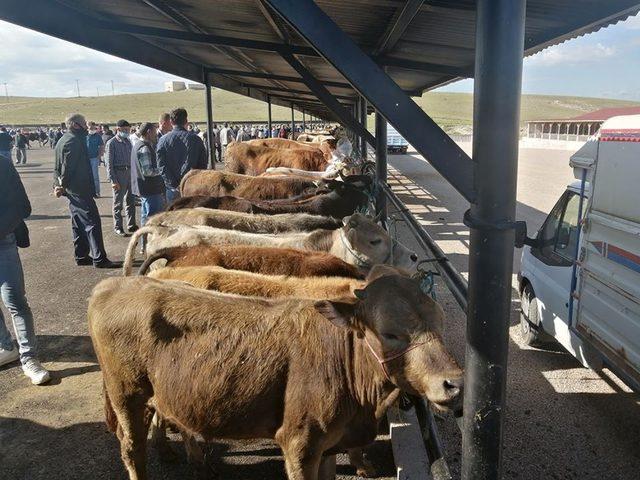 Bayburt Canlı Hayvan Pazarında Kurban Bayramı öncesi hareketlilik başladı