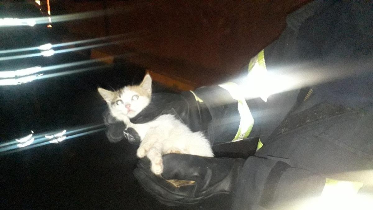 R&ouml;gara d&uuml;şen yavru kedi uzun uğraşlar  sonucunda kurtarıldı