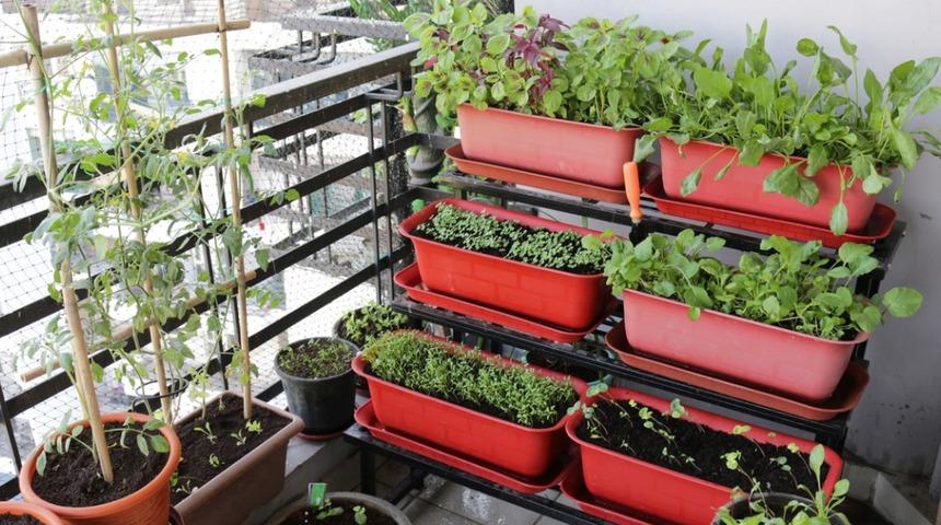 Adeta minik bir sera: Balkonda sebze yetiştirmenin p&uuml;f noktaları