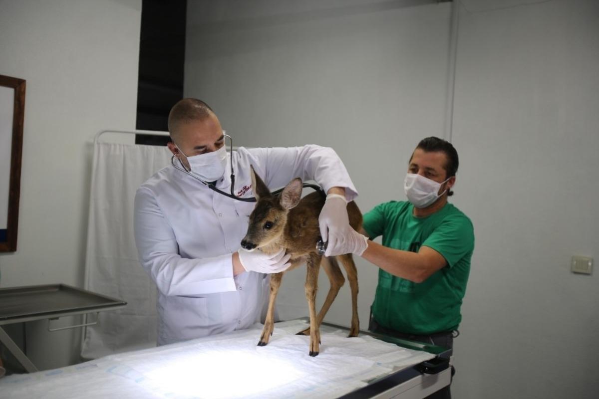 Yavru karacayı tedavi ederek yaşama d&ouml;nd&uuml;rd&uuml;