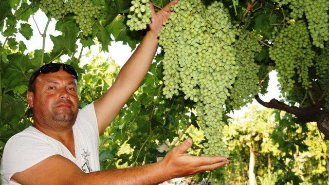 Sarıgöl’de üreticiler gece gündüz üzüm bağında