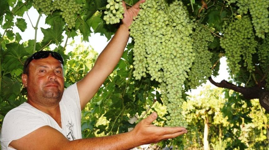 Sarıg&ouml;l&rsquo;de &uuml;reticiler gece g&uuml;nd&uuml;z &uuml;z&uuml;m bağında