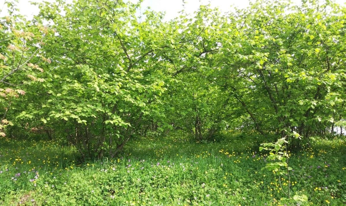 Bu sene fındıkta rekolte d&uuml;ş&uuml;k