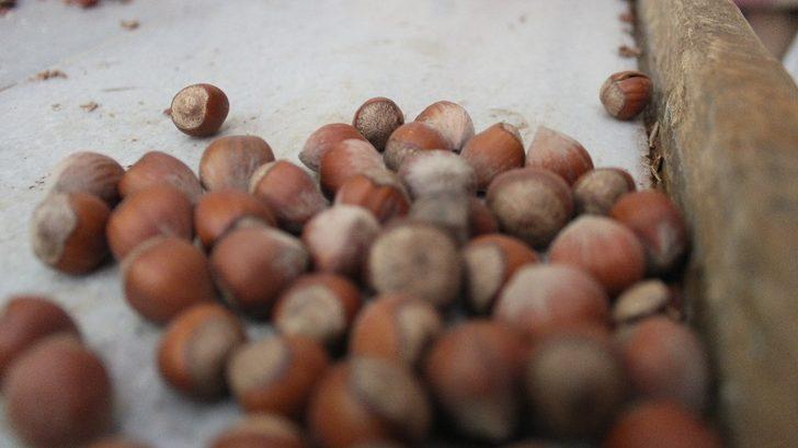 Bu sene fındıkta rekolte düşük G2