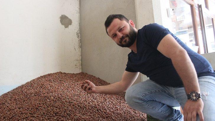 Bu sene fındıkta rekolte düşük G3