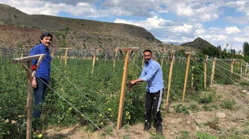 Kağızman&rsquo;da sırık domates ekimi yapıldı
