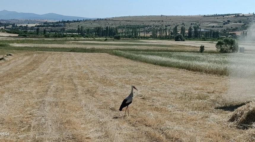Harman yerinde leyleklerin b&ouml;cek n&ouml;beti