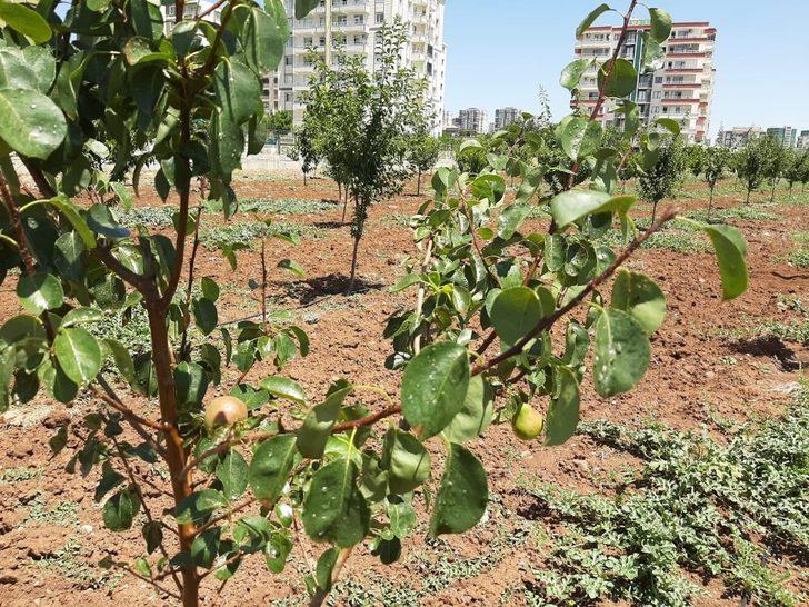 Kent içi tarım ‘meyve’ vermeye başladı G1