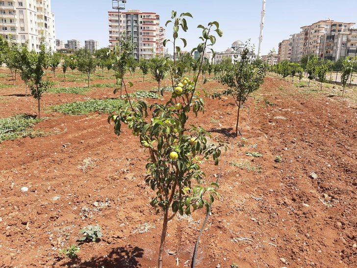 Kent içi tarım ‘meyve’ vermeye başladı G2