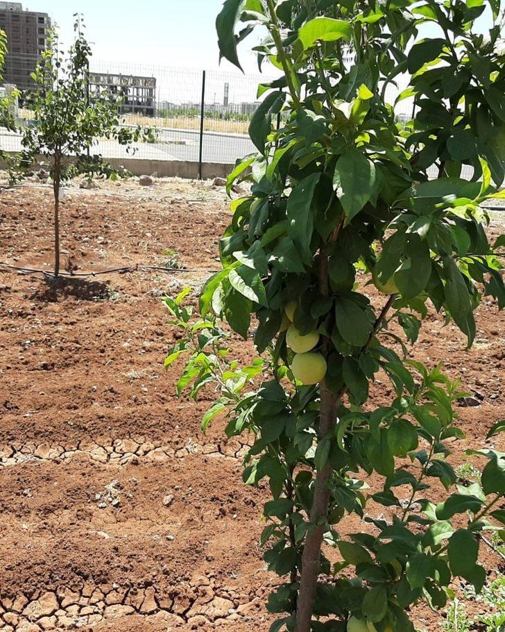 Kent içi tarım ‘meyve’ vermeye başladı G3