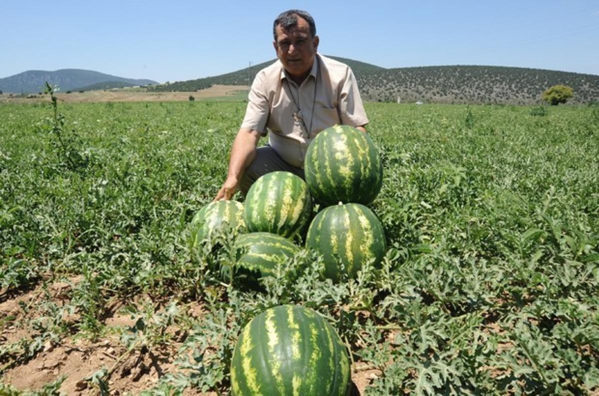 Bilecik&rsquo;te kavun karpuz hasadına sayılı g&uuml;nler kaldı