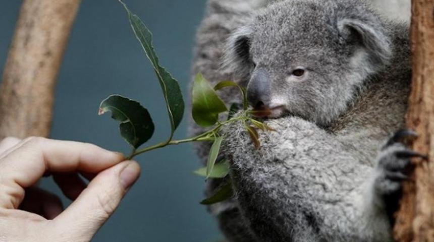 K&ouml;t&uuml; haber: 2050'ye kadar soyları t&uuml;kenebilir