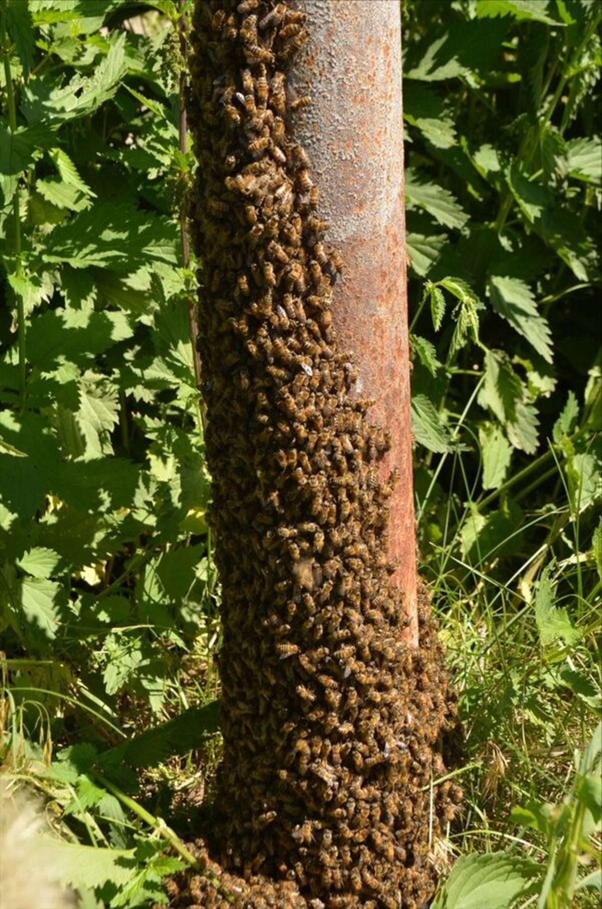 Arıların oğul verme rit&uuml;eli b&ouml;yle g&ouml;r&uuml;nt&uuml;lendi