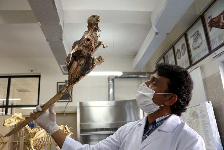 Evin bodrumunda bulunmuştu! İskeletin neye ait olduğu ortaya çıktı G1