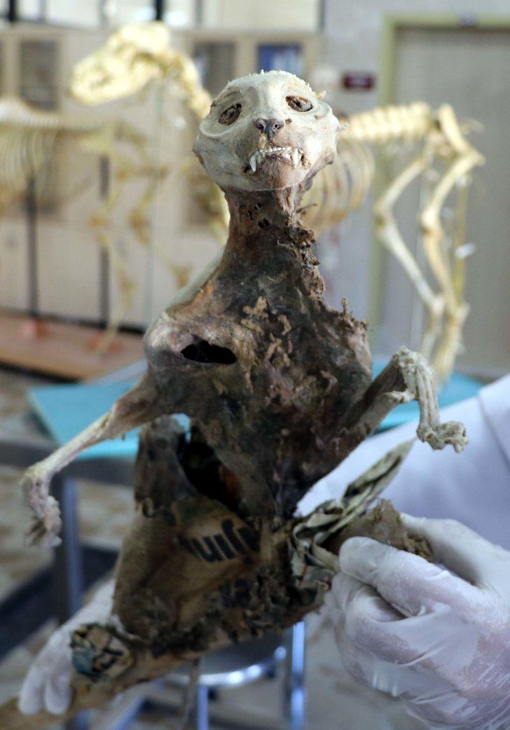 Evin bodrumunda bulunmuştu! İskeletin neye ait olduğu ortaya çıktı G2