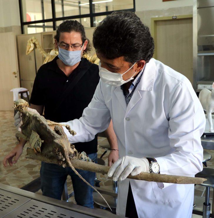 Evin bodrumunda bulunmuştu! İskeletin neye ait olduğu ortaya çıktı G5