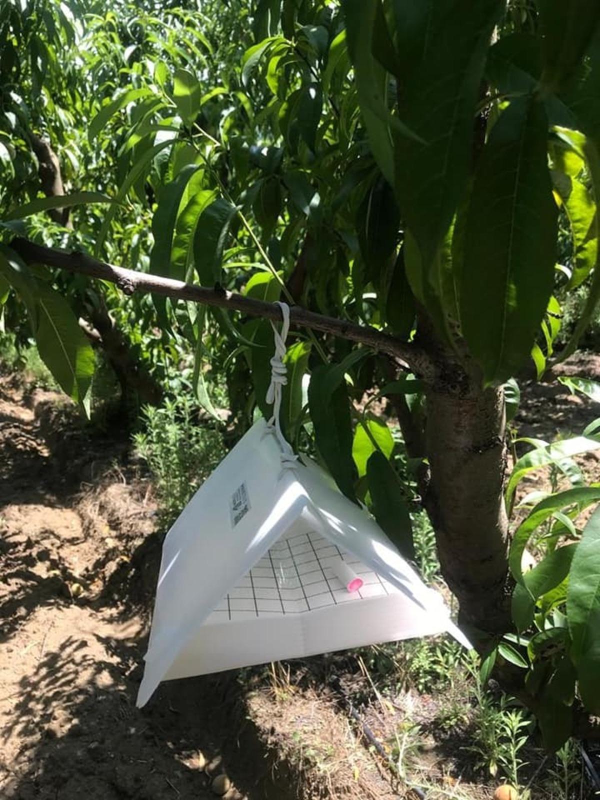 Lapseki&rsquo;de, Akdeniz sineğiyle m&uuml;cadele