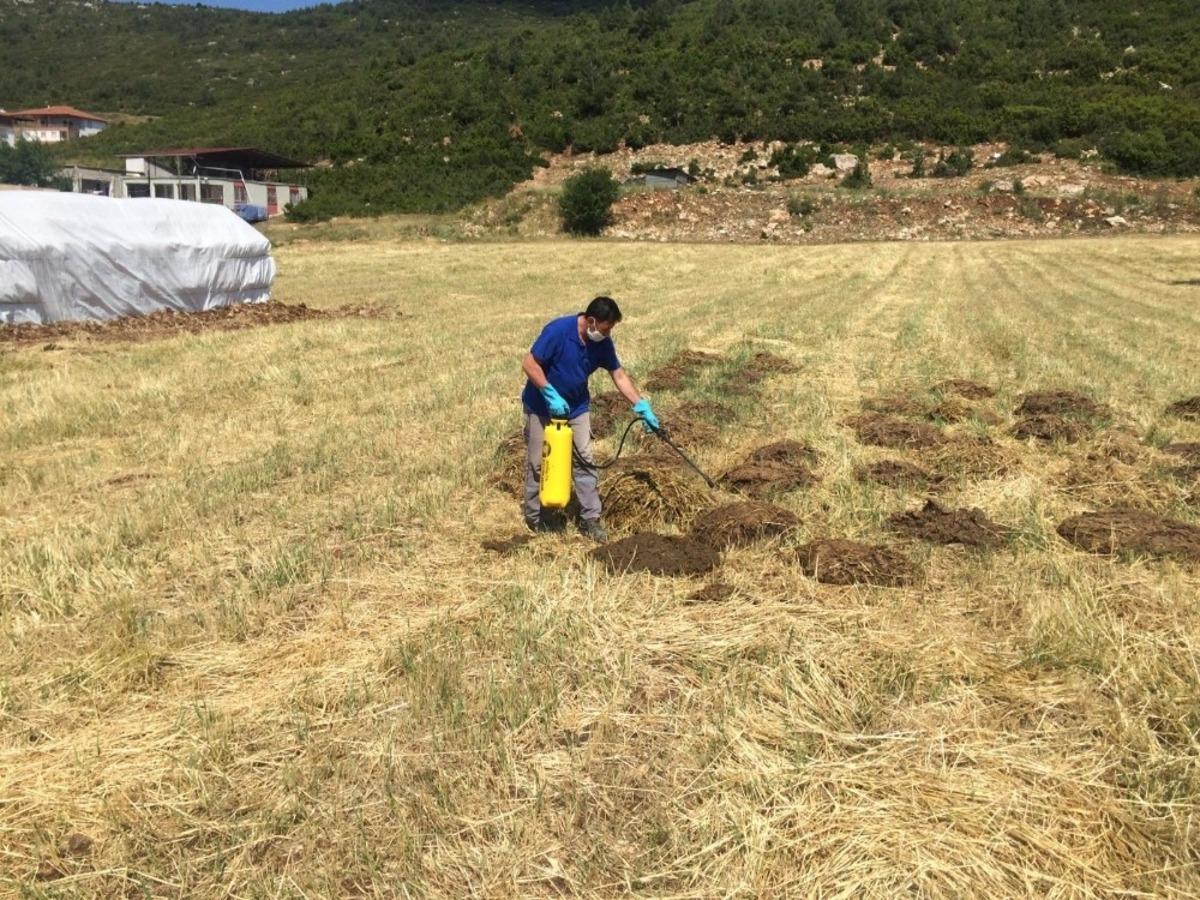 Korkuteli&rsquo;nde sinekle m&uuml;cadele devam ediyor